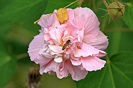 芙蓉花