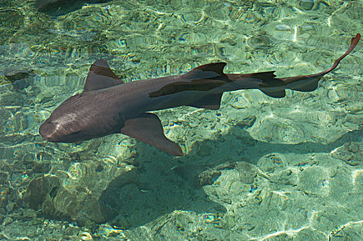 鲨鱼,罗萨里奥,岛屿,哥伦比亚