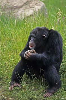普通,黑猩猩,类人猿