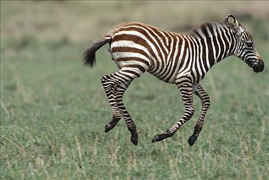 白氏斑马,斑马,小马,玩,短小,青草,马赛马拉国家保护区,肯尼亚