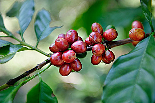 成熟,咖啡豆,咖啡,植物,萨尔瓦多,中美洲,拉丁美洲