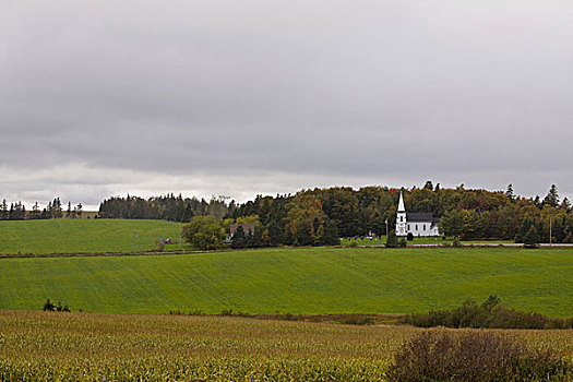 自然,玉米田,白色,教堂,背景,皇后县,爱德华王子岛,加拿大