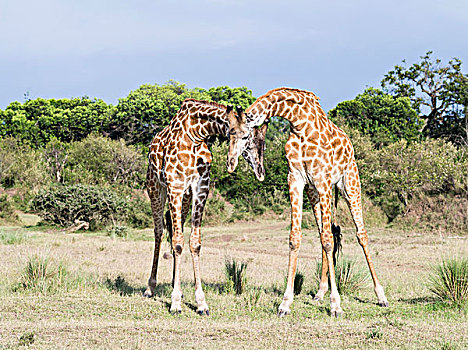 长颈鹿,马赛长颈鹿,马赛马拉野生动物园,两个,雄性动物,亲昵,展示,支配,肯尼亚,大幅,尺寸