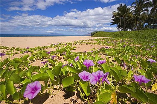 夏威夷,毛伊岛,绿色,叶子,蔓藤,粉花,岸边