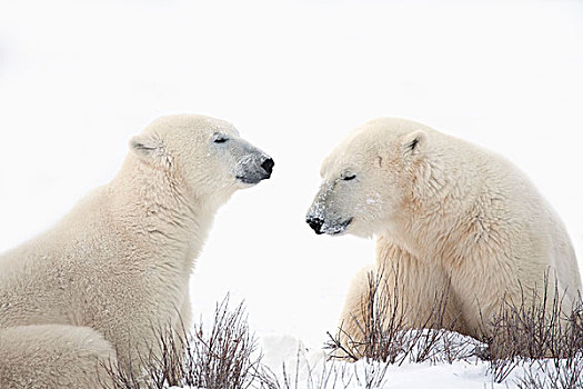 两个,北极熊,孤单,闭眼,丘吉尔市,曼尼托巴,加拿大