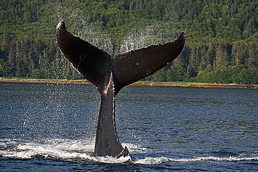 驼背鲸,大翅鲸属,鲸鱼,尾部,拍击,阿拉斯加