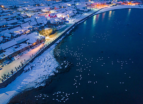 航拍山东威海俚岛镇烟墩角拍摄的冬天雪地天鹅风景夜景