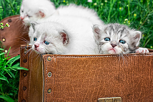 小,小猫,玩,老,手提箱
