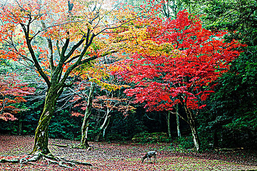 鹿,吃草,树,秋叶,背景,日本