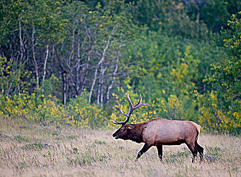 麋鹿,鹿属,鹿,雄性,聚集,雌性,饲养,区域,群,西南方,艾伯塔省,加拿大