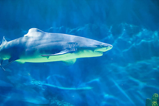 海洋公园鲨鱼水族馆