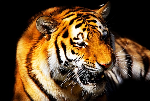 苏门答腊岛,虎