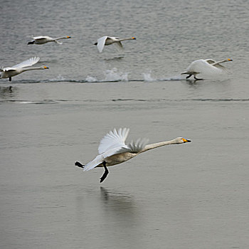 白天鹅,奔跑,飞翔,努力,起飞,whiteswansswimminginlakewithdrygrassesinwinter