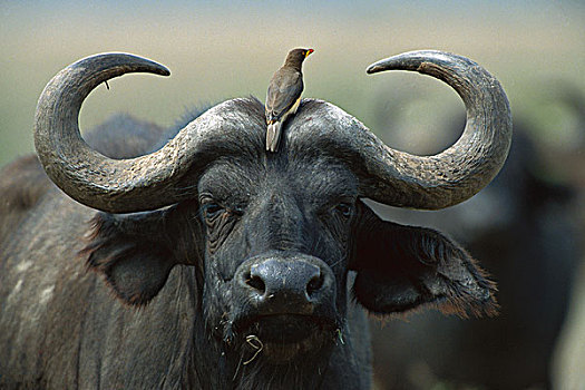 南非水牛,非洲水牛,黄嘴娟,塞伦盖蒂国家公园,坦桑尼亚