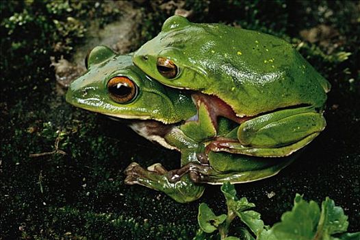 树蛙,树蟾属,国家公园,四川