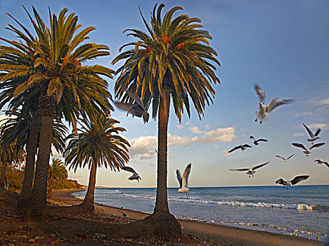 海鸥,成群,飞起,加利福尼亚
