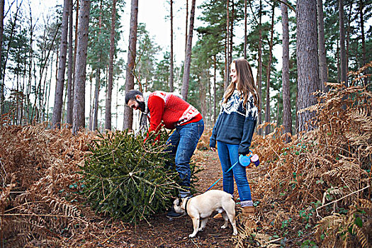 年轻,情侣,狗,举起,圣诞树,木头