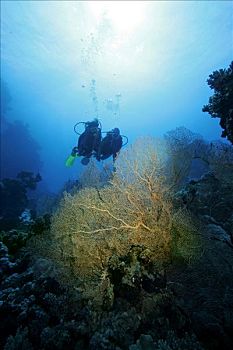 两个,潜水,后面,柳珊瑚虫,红海,埃及