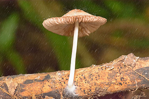 特写,蘑菇,雨