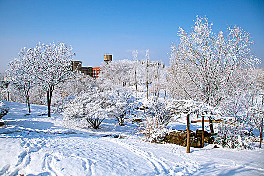 厚厚的白雪覆盖在小山坡和树林上