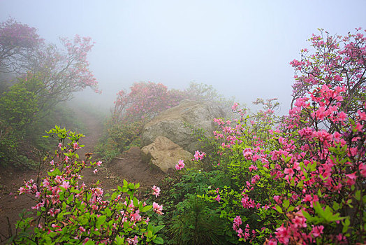 山,映山红,杜鹃,花,春天,春色,雾,朦胧,氤氲,树枝,柔美,梦幻