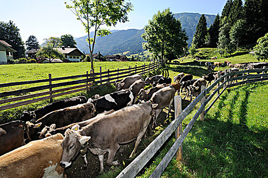 赶牛,分类,牛,斯瓦比亚,巴伐利亚,德国,欧洲