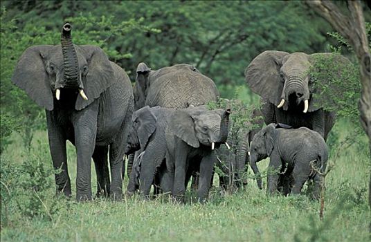非洲,灌木,热带草原,大象,非洲象,幼兽