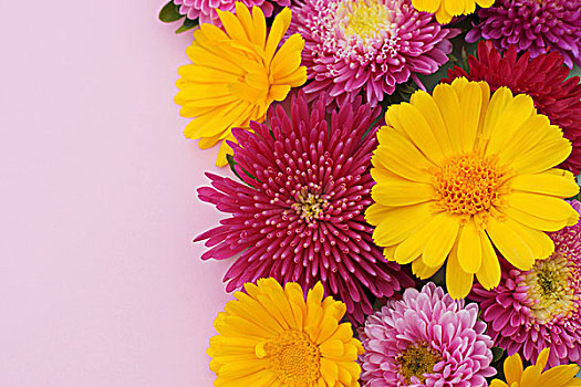 插花,黄色,万寿菊,红色,粉色,紫苑属