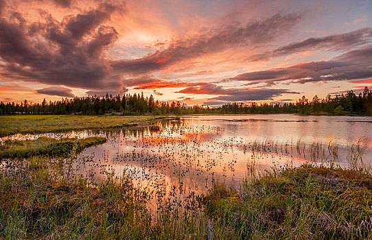 日落,橙色,云,反射,湖,树林,湿地,荒野,芬兰,欧洲