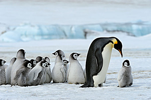 南极,威德尔海,雪丘岛,帝企鹅,成年,幼禽