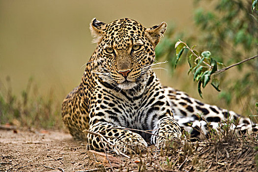 豹,马塞马拉野生动物保护区,肯尼亚