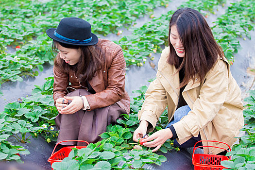 两女生摘草莓