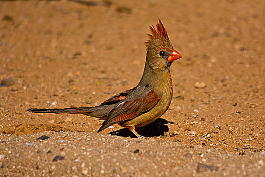 雌性,主红雀,地上,萨瓜罗国家公园,亚利桑那,美国