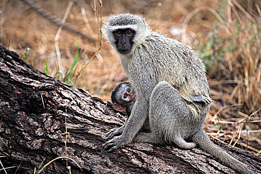 长尾黑颚猴,黑长尾猴,猴子,女性,成年,年轻,树,克鲁格国家公园,南非,非洲