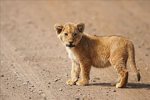 小,狮子,幼仔,克鲁格国家公园,南非