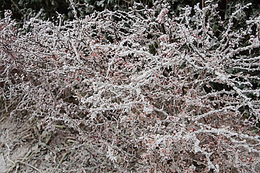 树挂霜花冬日雪景
