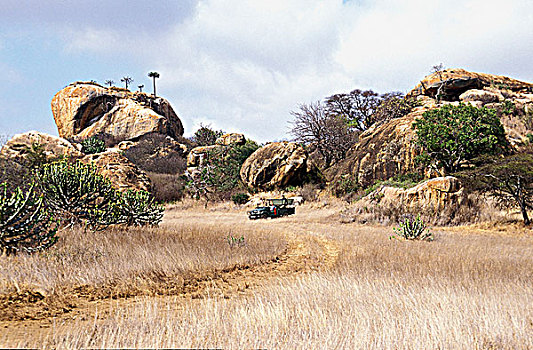 坦桑尼亚,公园,塞伦盖蒂,四驱车,拜访,大草原