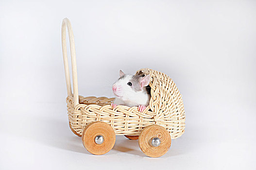 褐家鼠,微型,婴儿车,抠像