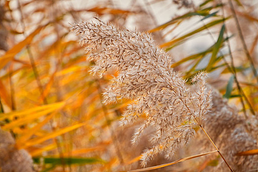 秋天北京颐和园里的一片芦苇