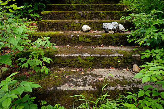 楼梯,繁茂,苔藓,石头,植物