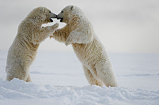 两个,北极熊,幼兽,玩,浮冰,区域,北极,阿拉斯加,冬天