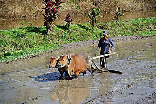 稻米,农民,工作,牛,稻田,稻米梯田,巴厘岛,印度尼西亚,亚洲