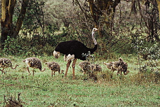 肯尼亚,纳库鲁湖国家公园,雄性,鸵鸟,幼兽,鸵鸟属,骆驼,大幅,尺寸