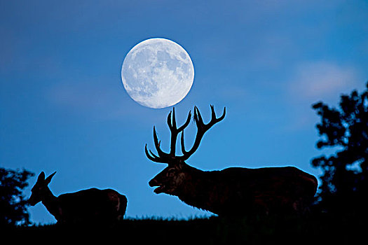 赤鹿,鹿属,鹿,满月,黄昏,下萨克森,德国,欧洲
