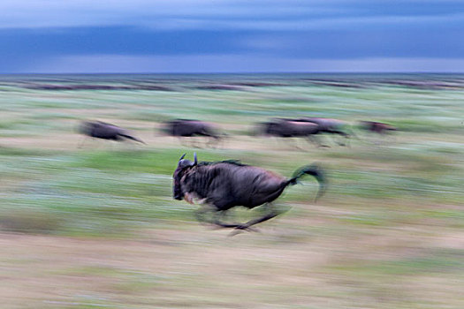 蓝角马,角马,恩戈罗恩戈罗,保护区,坦桑尼亚