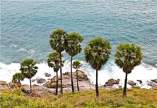 糖,棕榈树,安达曼海,普吉岛,泰国