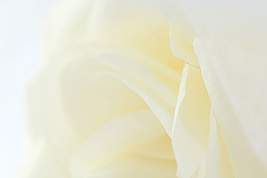 白色蔷薇,局部,特写