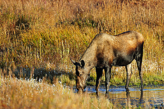 驼鹿,吃,草,仰视,海狸,水塘,德纳里峰国家公园,阿拉斯加,美国