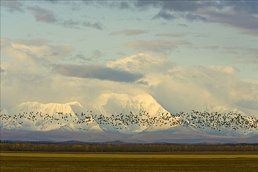 沙丘鹤,成群,飞跃,收获,金色,雪,阿拉斯加山脉,三角洲,连通,阿拉斯加