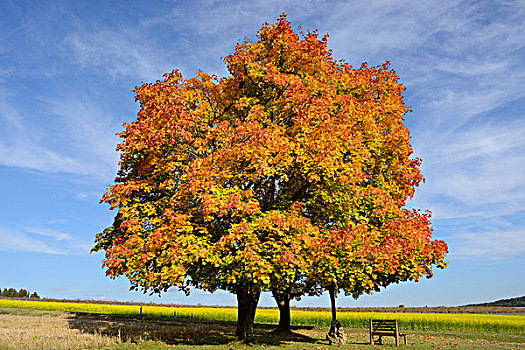 台,十字架,下方的,田枫树,在秋天,上普法尔茨,巴伐利亚,德国